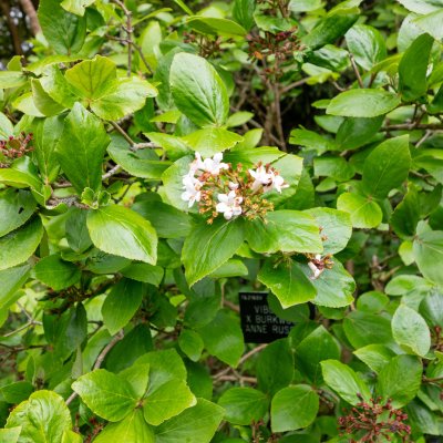 Viburnum x burkwoodii Anne Russell