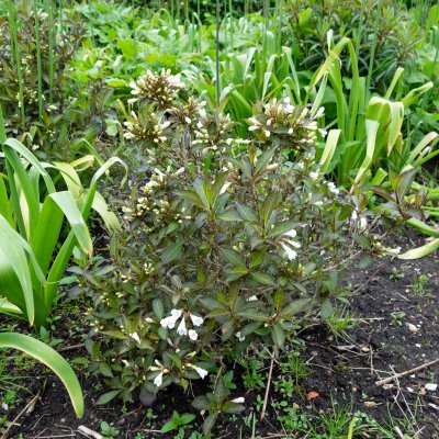 Weigela Black And White