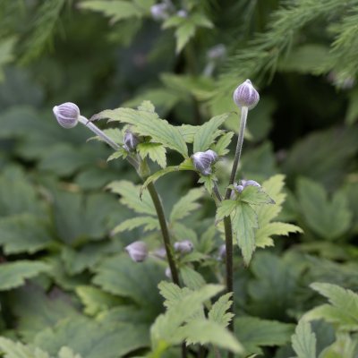 Anemone x hybrida Fantasy Elsa ®
