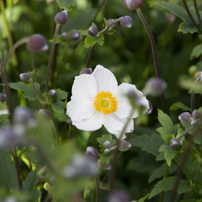 Anemone tomentosa Royal Blanco