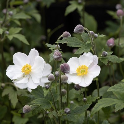 Anemone x hybrida Fantasy Elsa ®