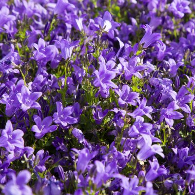 Campanula portenschlagiana Catharina