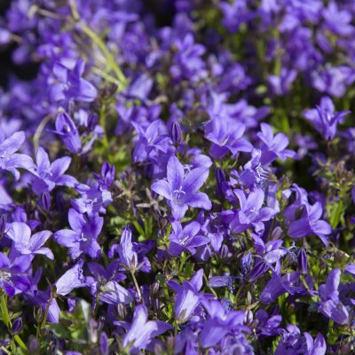 Campanula portenschlagiana Catharina