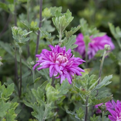 Chrysanthemum zawadskii Lady Clara