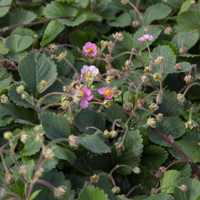 Fragaria vesca Rosea, Smultron