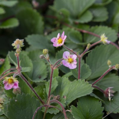 Fragaria vesca Rosea, Smultron