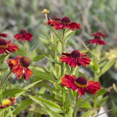 Helenium aut. hybr. Strawberry Sundae
