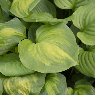 Hosta hybr. Avocado