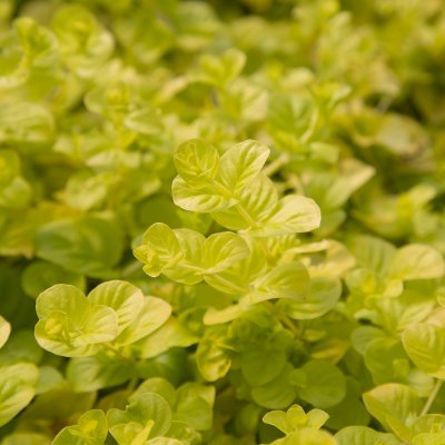 Lysimachia nummularia Goldilocks