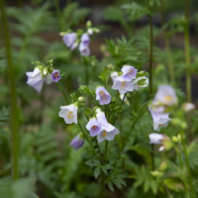Polemonium caeruleum Hopleys, Blågull