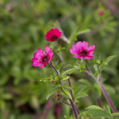 Potentilla nepalensis Ron McBeath