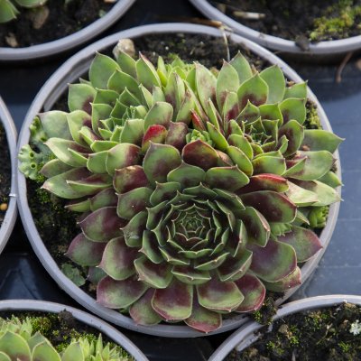 Sempervivum tectorum, Taklök