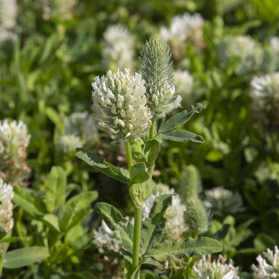 Trifolium rubens Album