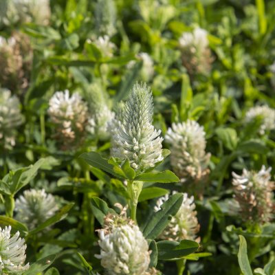 Trifolium rubens Album