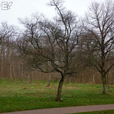 Acer tataricum Fk Falun E