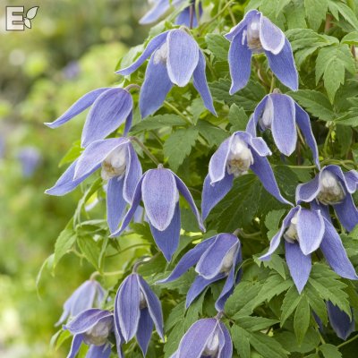 Clematis atragene Blue Tapers E