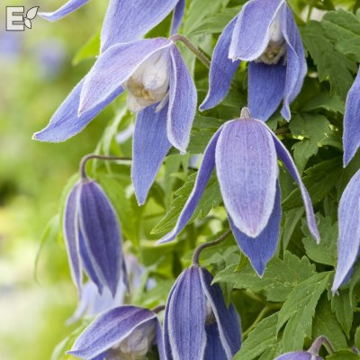 Clematis atragene Blue Tapers E