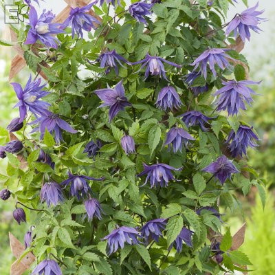 Clematis atragene Clochette Pride E