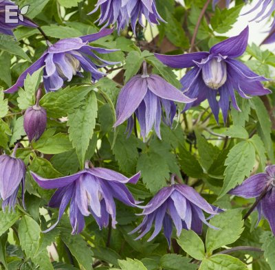 Clematis atragene Clochette Pride E