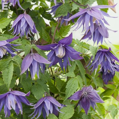 Clematis atragene Clochette Pride E