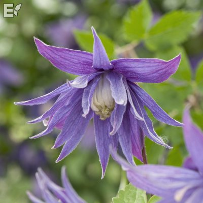 Clematis atragene Clochette Pride E