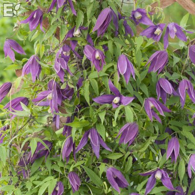 Clematis atragene Violet Purple E