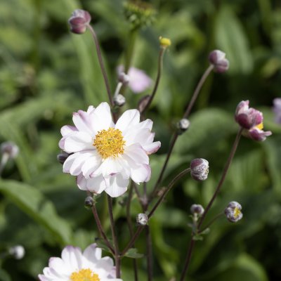 Anemone hybr. Garden Breeze ® Pink Touch
