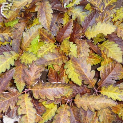 Sorbus mougeotii fk Bälinge E