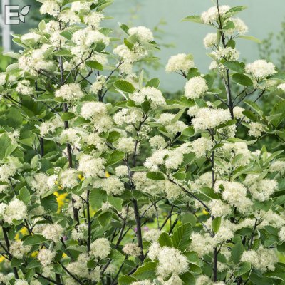 Sorbus mougeotii fk Bälinge E