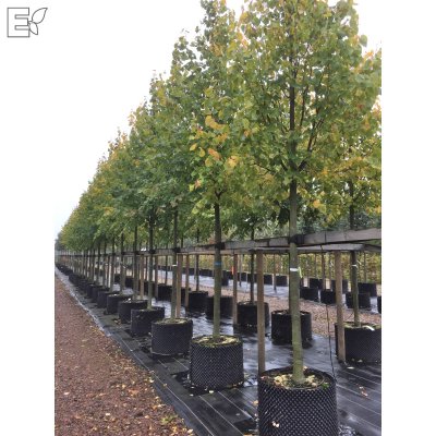 Tilia × europaea Kristina ® E (Eleonora)