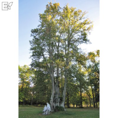Tilia × europaea Kristina ® E (Eleonora)