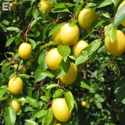 Prunus cerasifera Fk Cecilia E