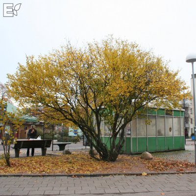 Prunus cerasifera Fk Cecilia E