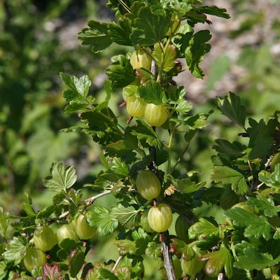 Ribes grossularia Hinnonmäki Gul, Gula Krusbär, stam co