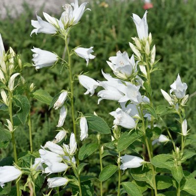 Campanula latifolia var. macrantha Alba