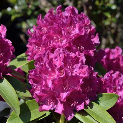 Rhododendron cataw. Old Port