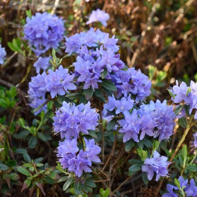Rhododendron x lapponicum Blue Tit