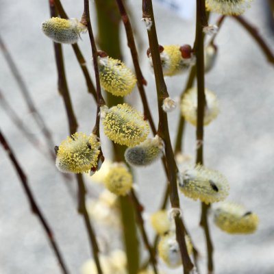 Salix caprea Kilmarnock / Pendula, Hängsälg