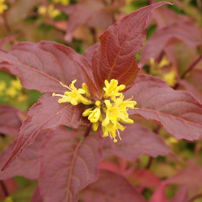 Diervilla sessilifolia Dise