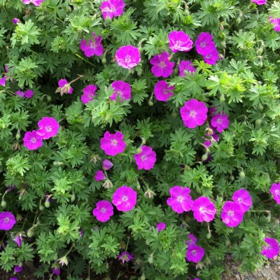 Geranium sanguineum