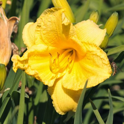 Hemerocallis hybr. Happy Returns