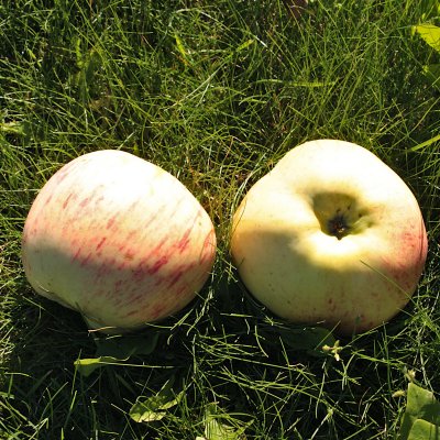 Malus domestica Kavlås