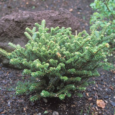 Abies koreana Oberon, Koreagran