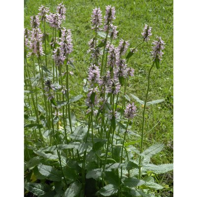 Betonica hirsuta Rosea