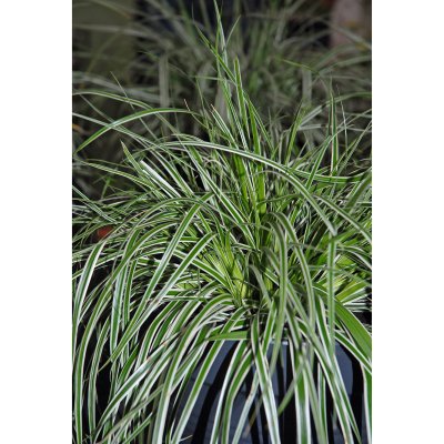 Carex oshimensis Everest