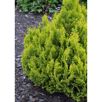 Chamaecyparis lawsoniana Minima Aurea