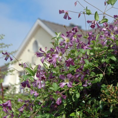 Clematis viticella