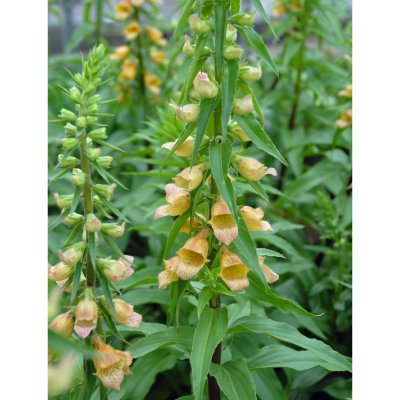 Digitalis purpurea Spice Island