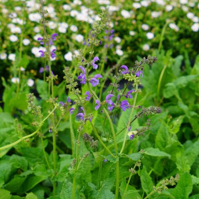 Salvia pratensis