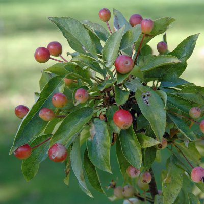 Malus Adirondack